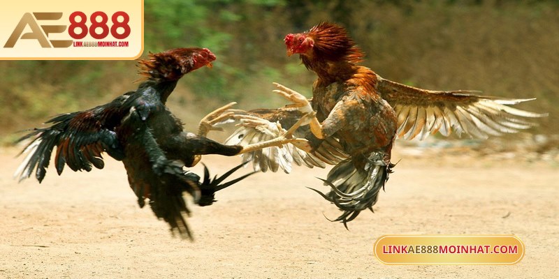 Mua Gà Đá Trên Mạng An Toàn Với Hướng Dẫn Chi Tiết 17 Chọn gà chọi qua màu lông bí quyết để nhận biết gà tiềm năng