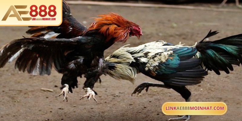 Mua Gà Đá Trên Mạng An Toàn Với Hướng Dẫn Chi Tiết 18 Những con vàng có thân hình gọn gàng, chân thẳng