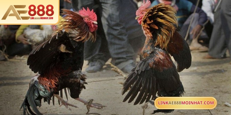 Lối Gà Chọi Hay Nhất - Bí Quyết Thắng Trận Từ Sư kê 18 Chọn trận đấu tiềm năng đảm bảo cược đá gà Campuchia dễ ăn tại AE888