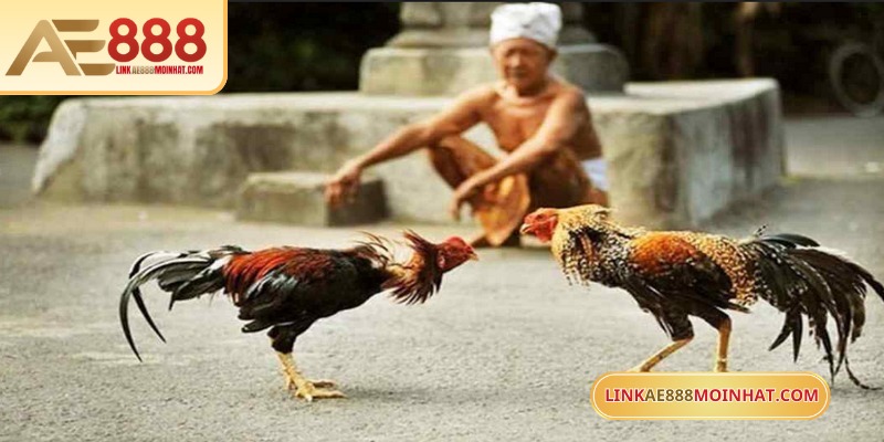 Lối Gà Chọi Hay Nhất - Bí Quyết Thắng Trận Từ Sư kê 17 AE888 có nhiều hình thức đá gà Cam hấp dẫn đang chờ bet thủ khám phá