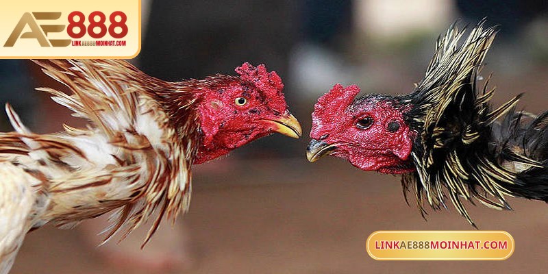 Mua Gà Đá Trên Mạng An Toàn Với Hướng Dẫn Chi Tiết 17 Đá gà cựa sắt trực tuyến AE888 mang đến những trận đấu gay cấn