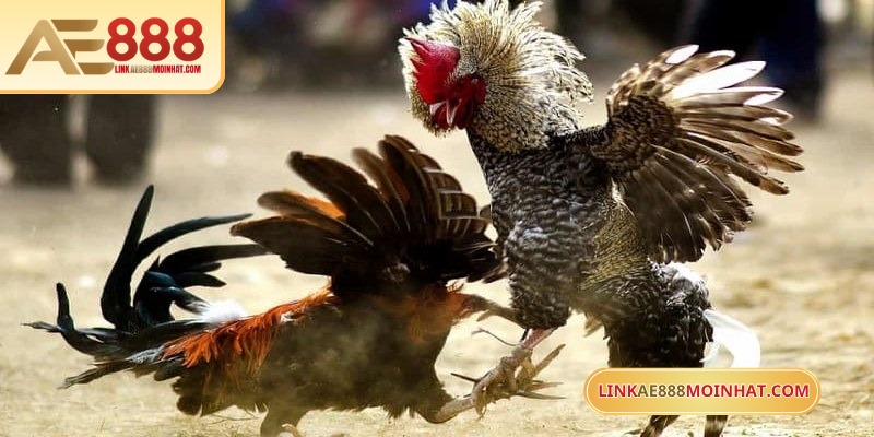 Mua Gà Đá Trên Mạng An Toàn Với Hướng Dẫn Chi Tiết 16 Lối gà chọi hay nhất luôn là yếu tố tiên quyết giành lợi thế
